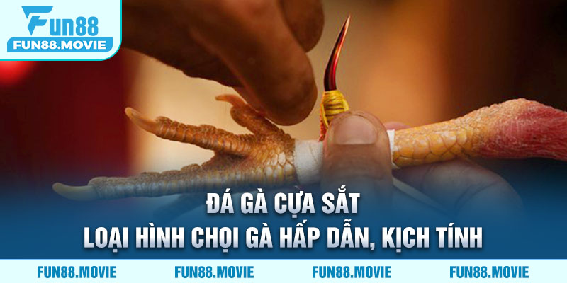 Đá Gà Cựa Sắt - Loại Hình Chọi Kê Hấp Dẫn, Kịch Tính